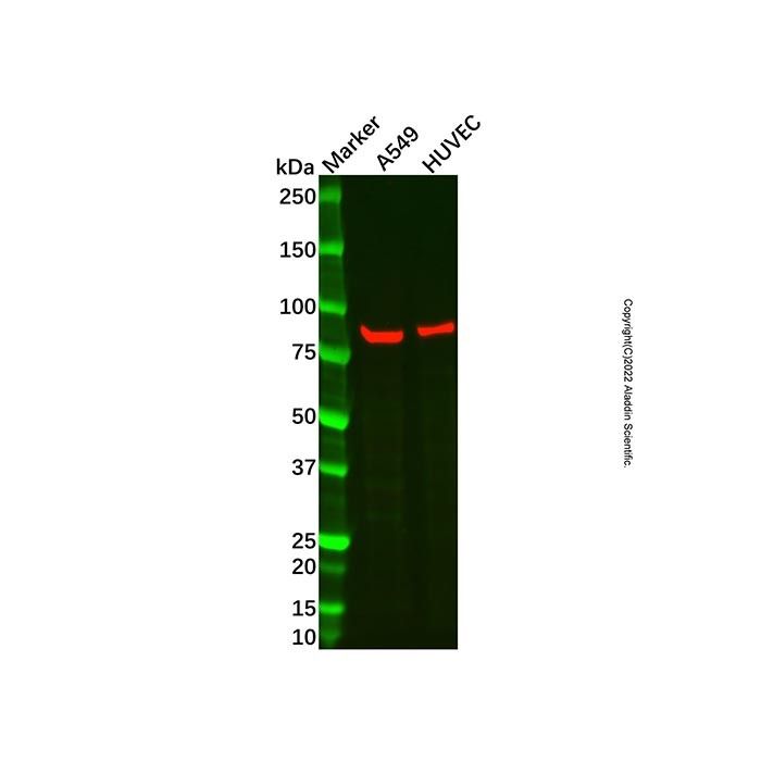 BMX Antibody