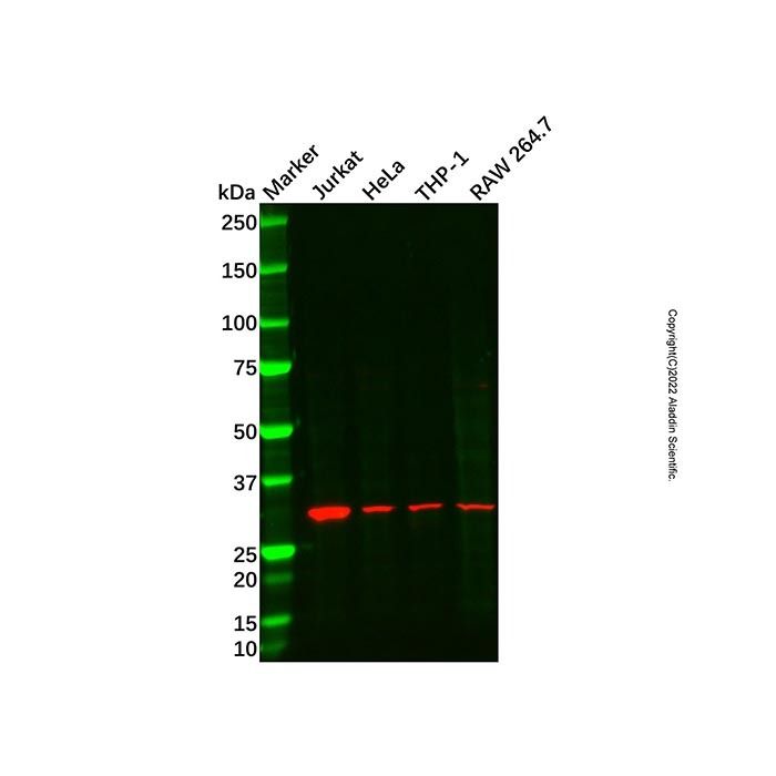 Bone marrow stromal cell antigen 1 Antibody