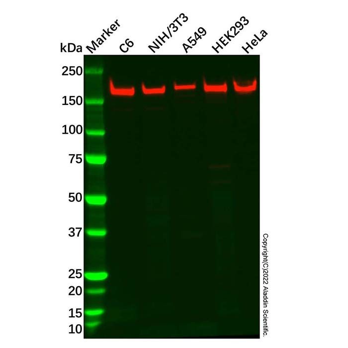 BRCA1 Antibody