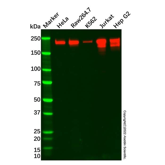 BRG1 Mouse mAb