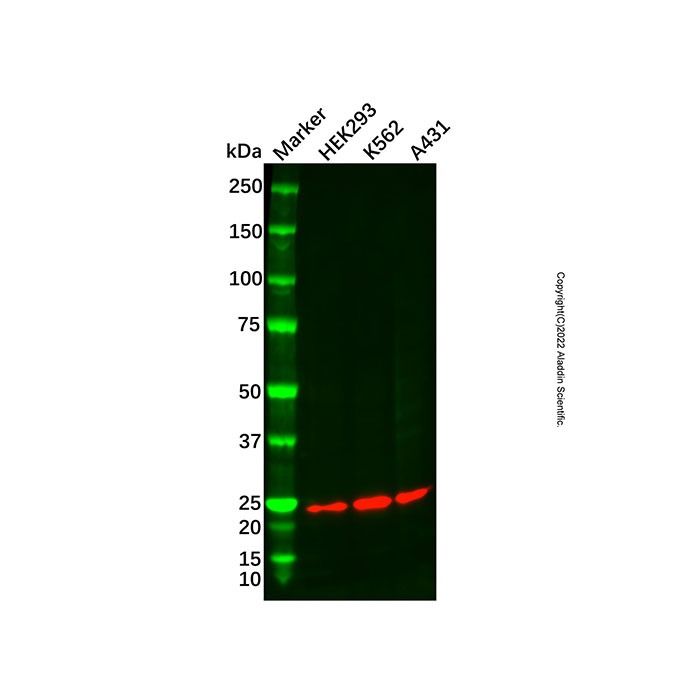 Recombinant BTG1 Antibody