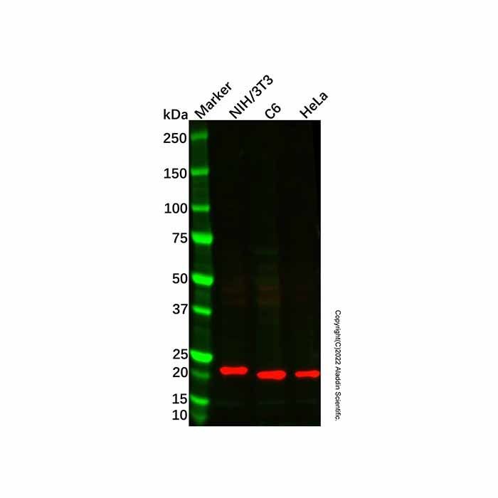 C1QL3/CTRP13 Antibody