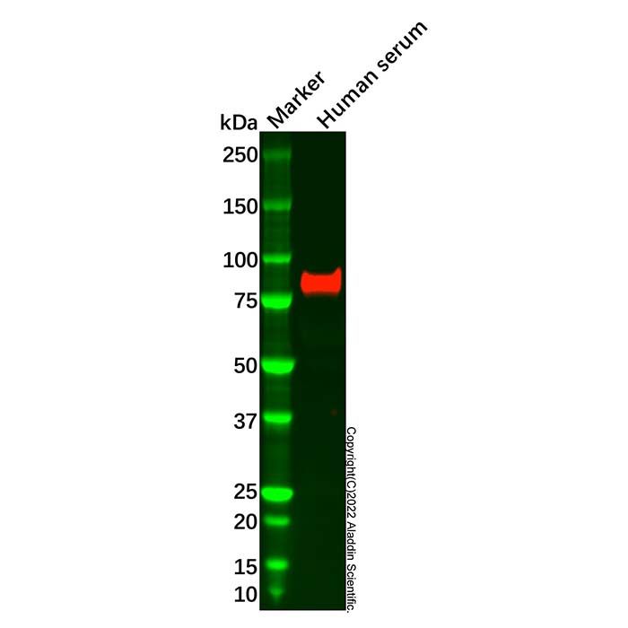 C1s Mouse mAb