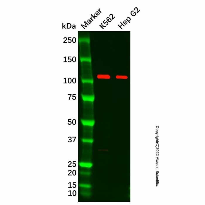 Recombinant C3 Antibody