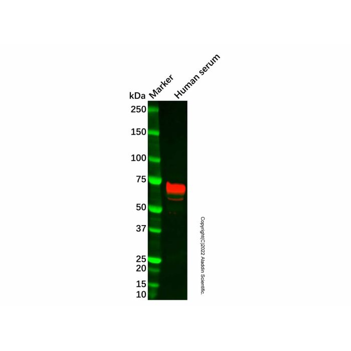 Recombinant C9 Antibody