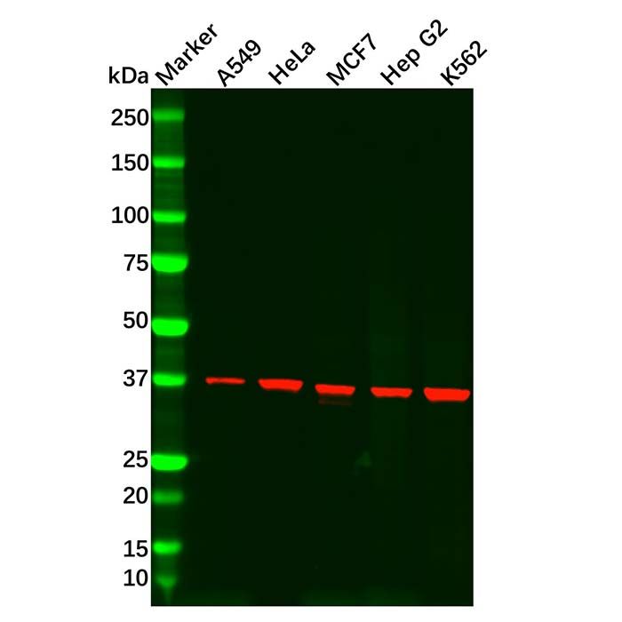 Recombinant CAB39/MO25 Antibody