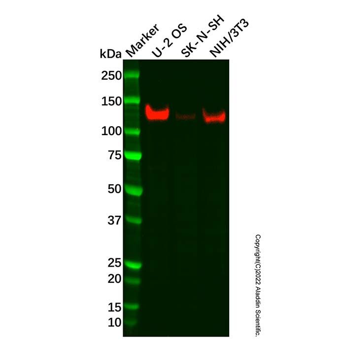 Recombinant cadherin 10 Antibody