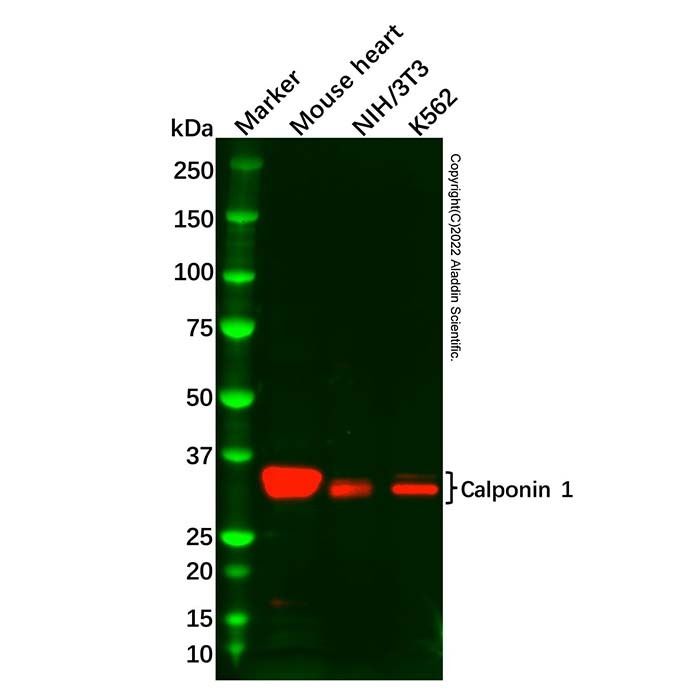 Calponin 1 Antibody