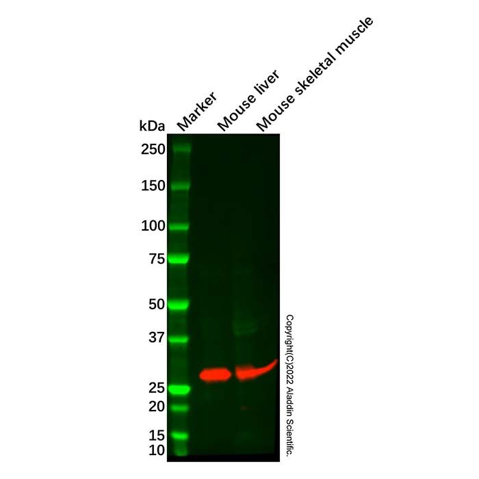 Carbonic Anhydrase 3/CA3 Mouse mAb