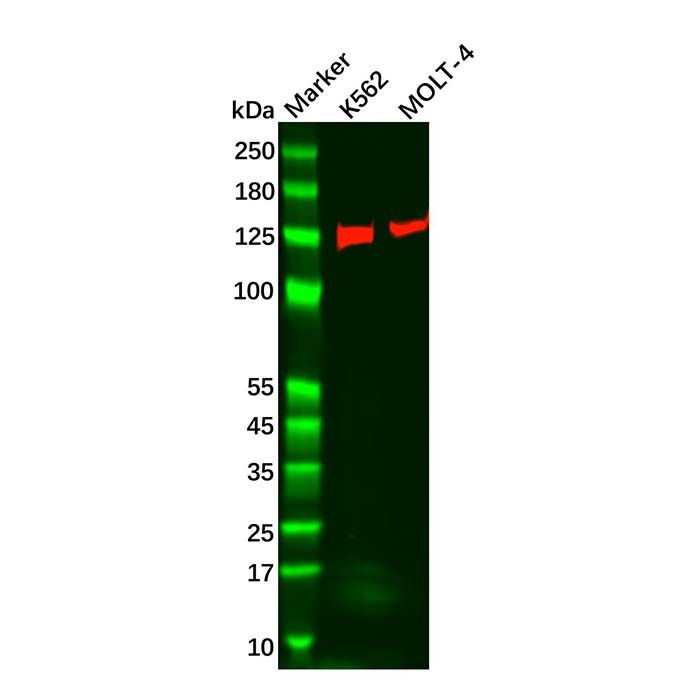 Recombinant Carma 1/CARD11 Antibody