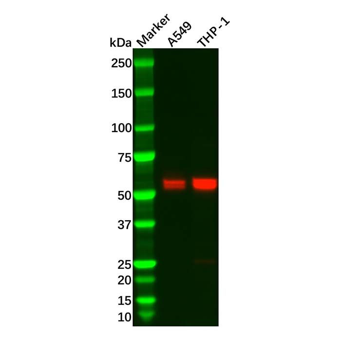 Recombinant Caspase-8 Antibody