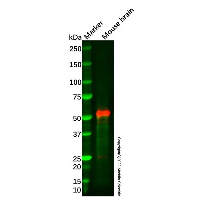Recombinant Caspase-9 Antibody