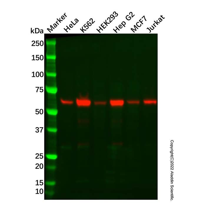 Recombinant Catalase Antibody