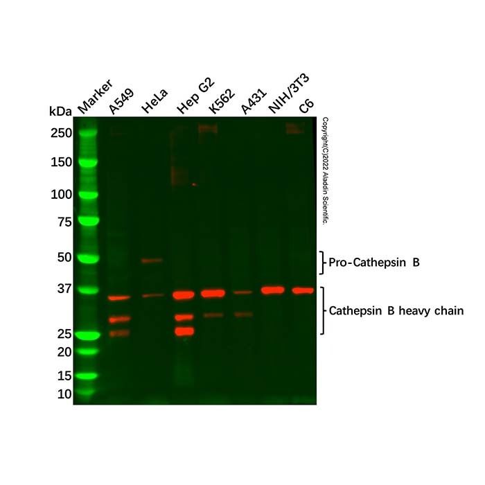 Cathepsin B Mouse mAb