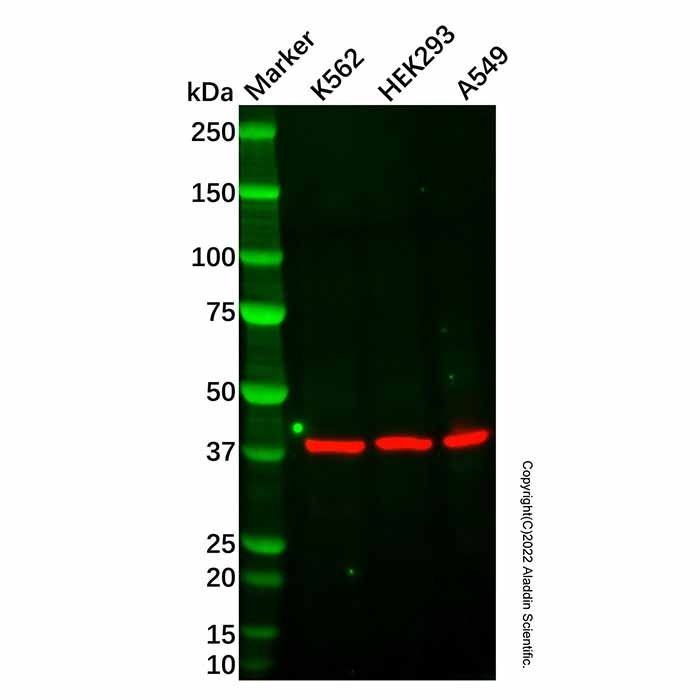 Cathepsin L/MEP Antibody