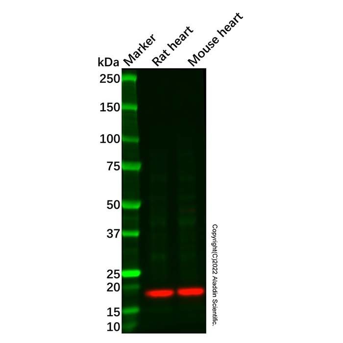 Recombinant Caveolin-3 Antibody