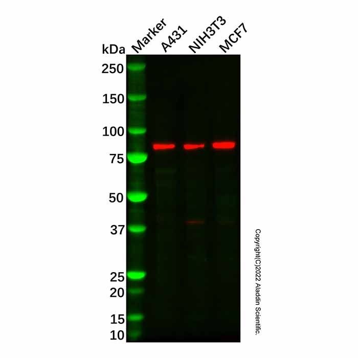 CBP80 Antibody
