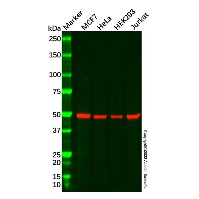 Recombinant CCDC98 Antibody