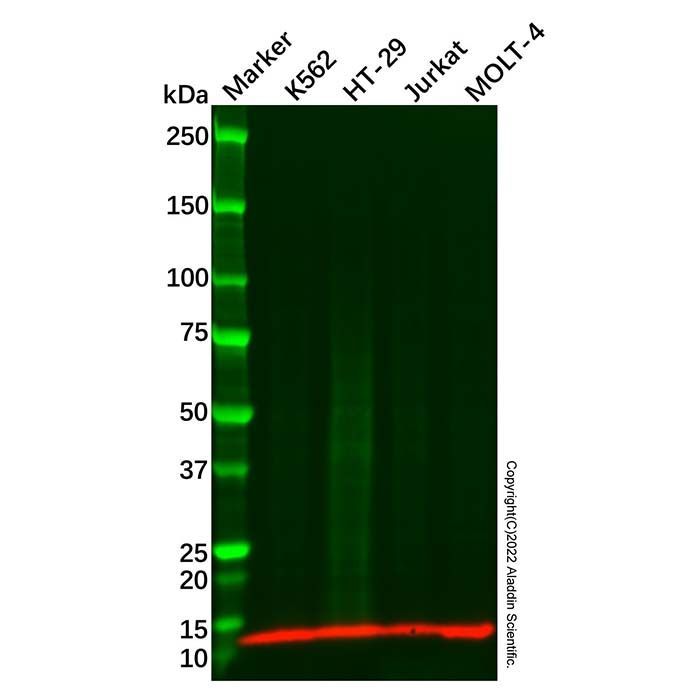 CCL28/MEC Antibody