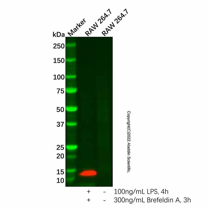 Recombinant CCL4/MIP-1 beta Antibody