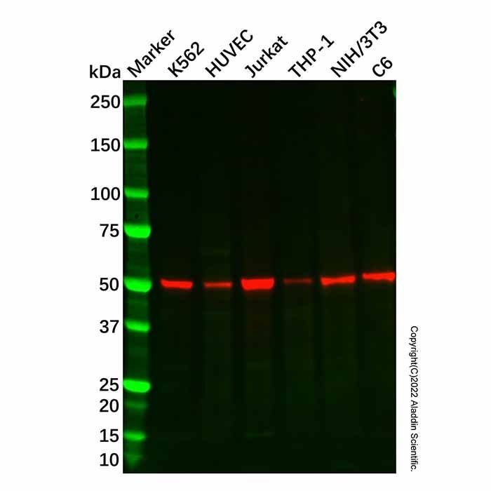 Recombinant CCR3 Antibody