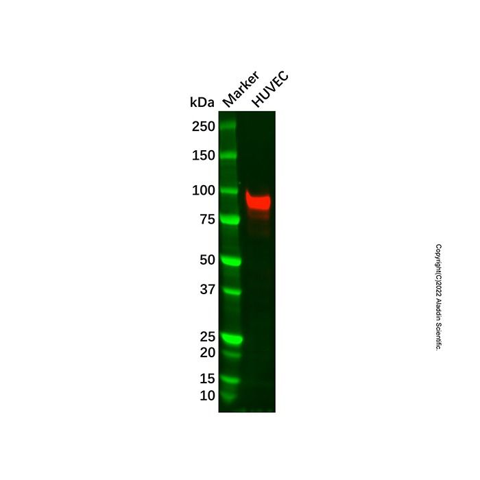 Recombinant CD105 Antibody