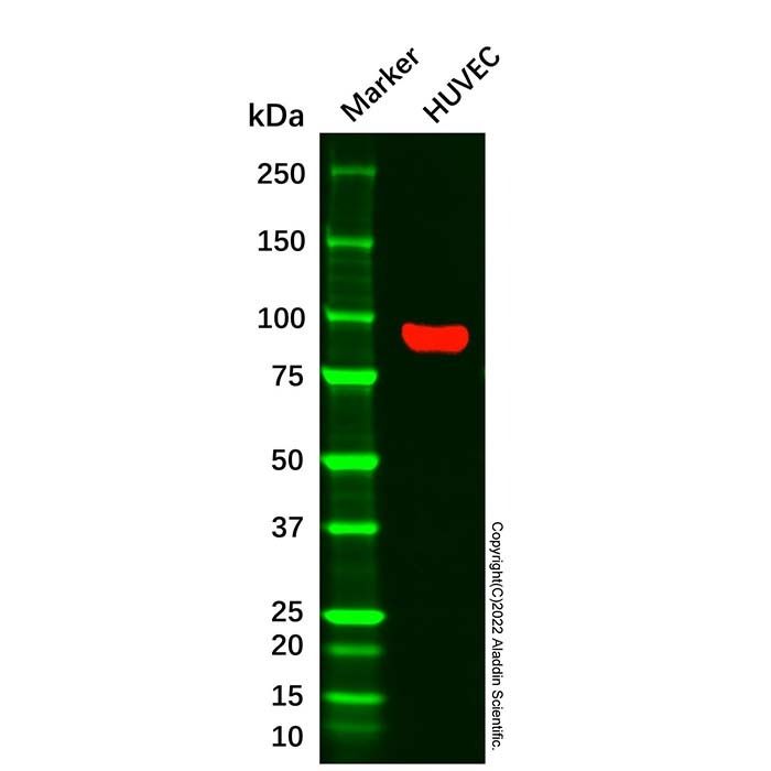 CD105 Mouse mAb