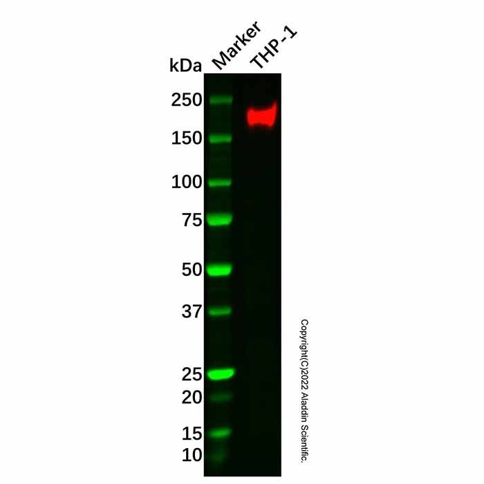 Recombinant CD11a Antibody
