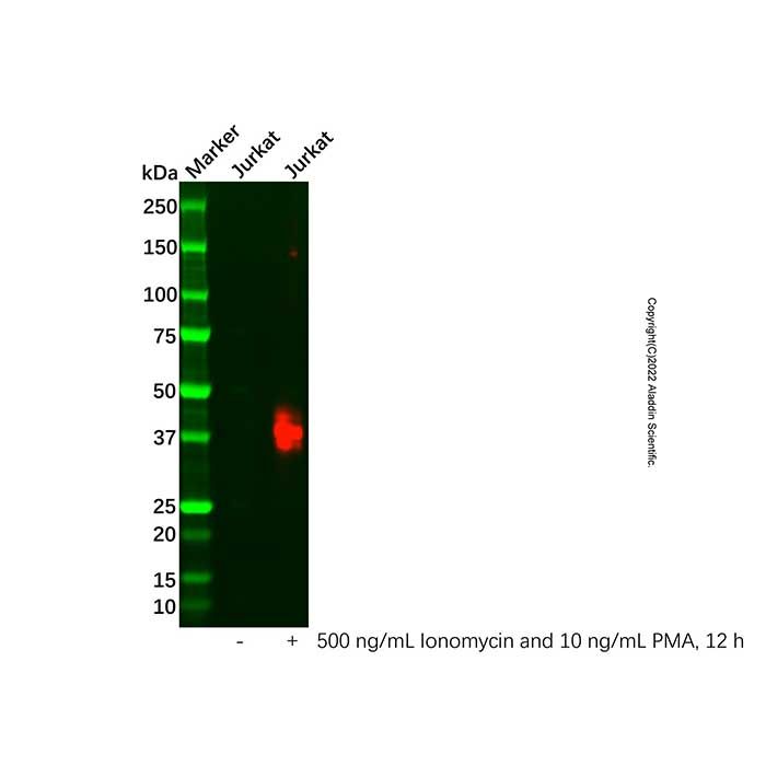 Recombinant CD134/OX40 Antibody
