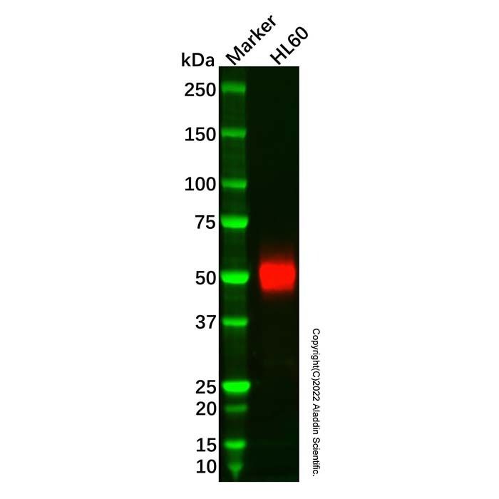 CD14 Mouse mAb
