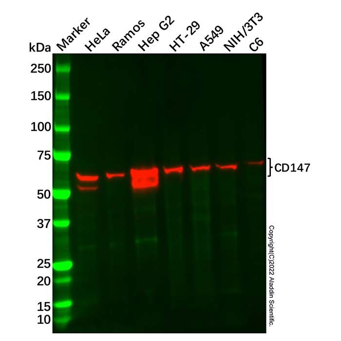 Recombinant CD147 Antibody