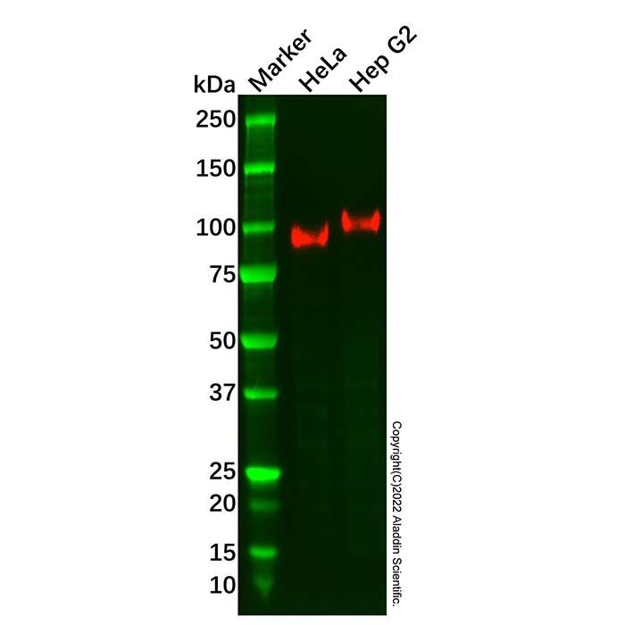 Recombinant CD166 Antibody