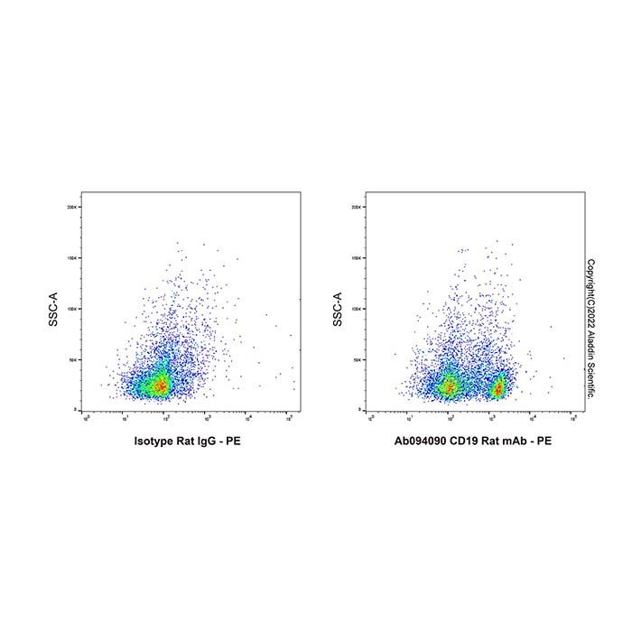 CD19 Rat mAb