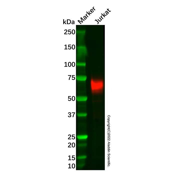 Recombinant CD226 Antibody