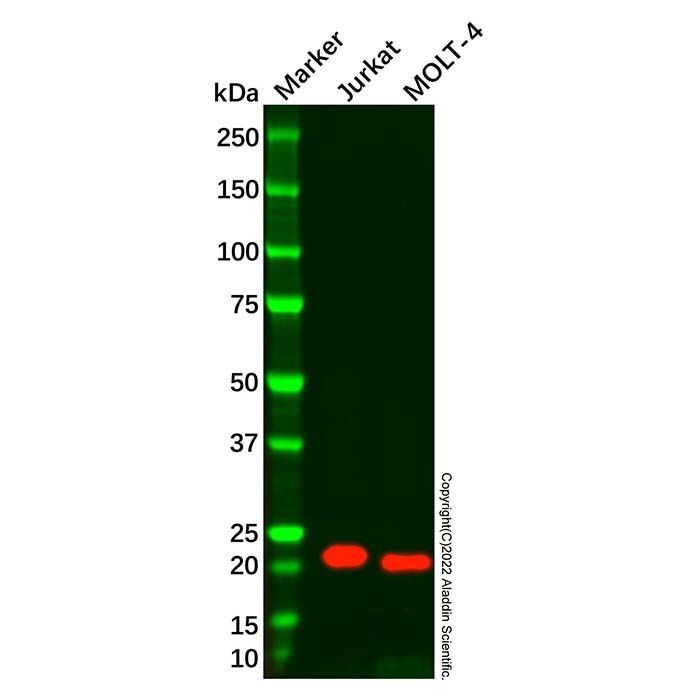 CD3 epsilon Mouse mAb