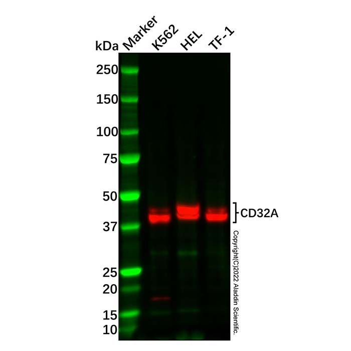 Recombinant CD32A Antibody