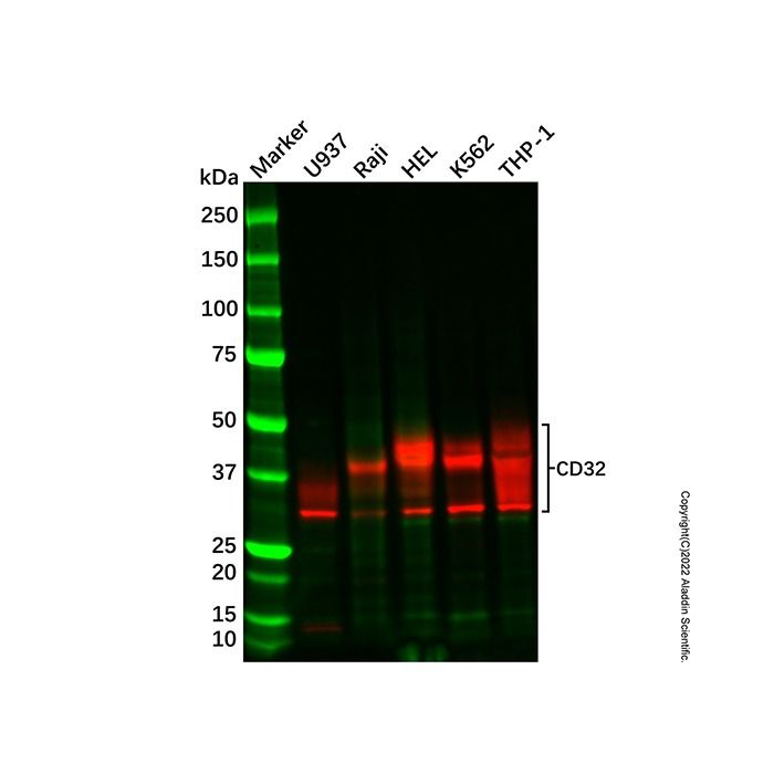 Recombinant CD32 Antibody