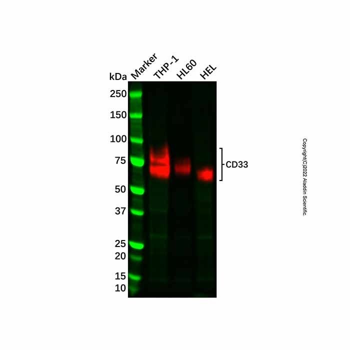 Recombinant CD33 Antibody