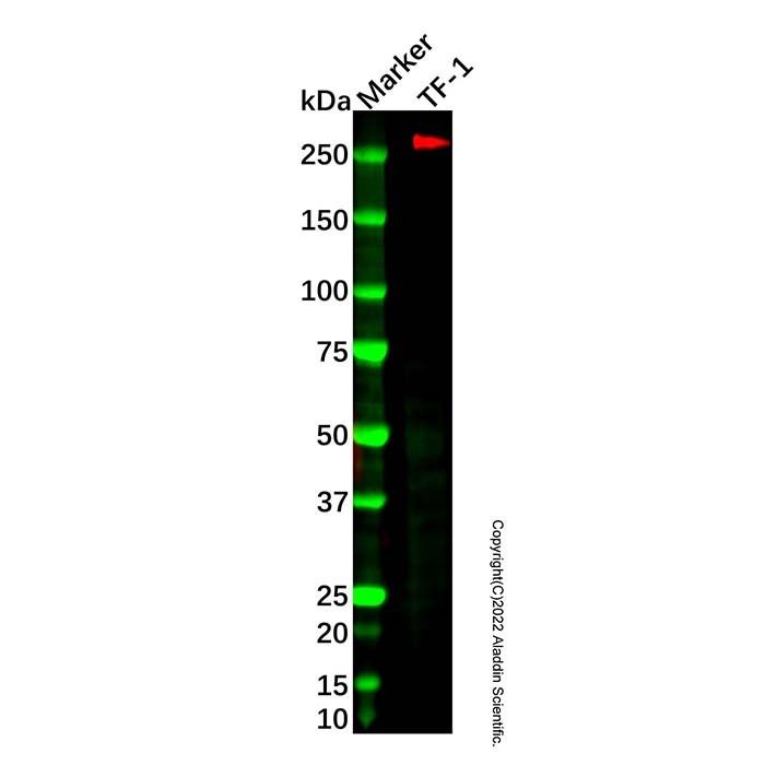 Recombinant CD35 Antibody