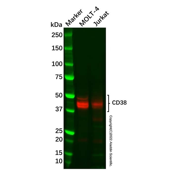Recombinant CD38 Antibody