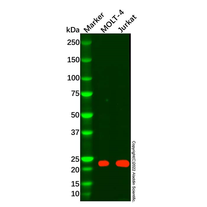 CD3D Mouse mAb
