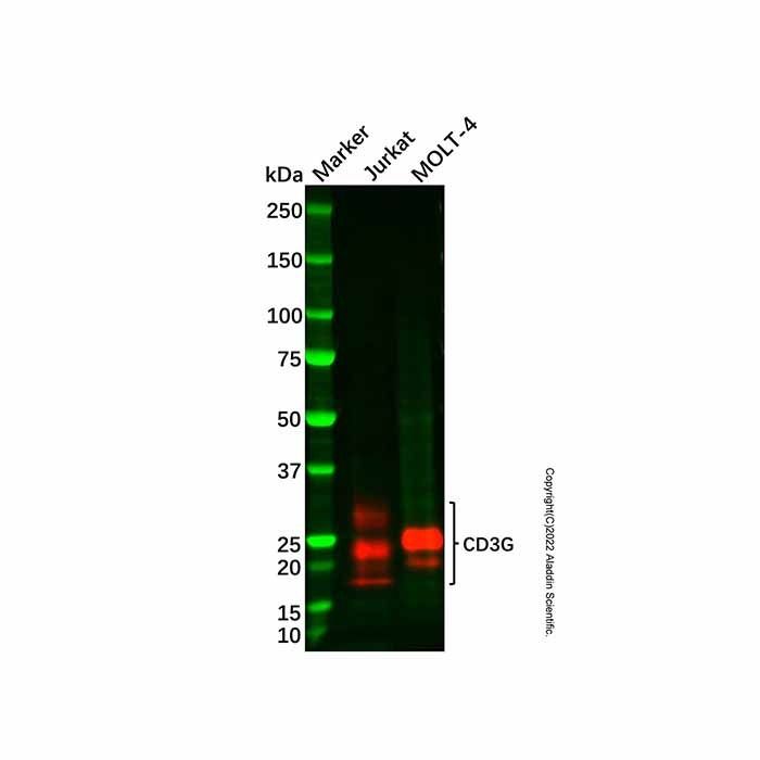 Recombinant CD3G Antibody