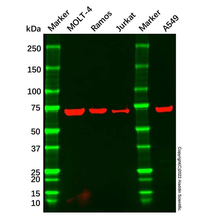 CD42b Mouse mAb