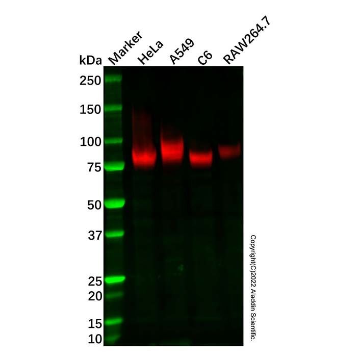 Recombinant CD44 Antibody