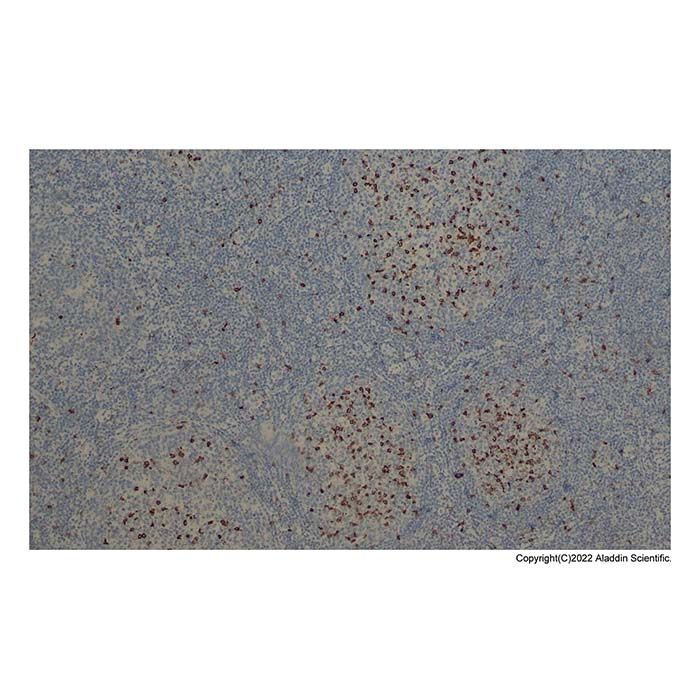Recombinant CD57 Antibody