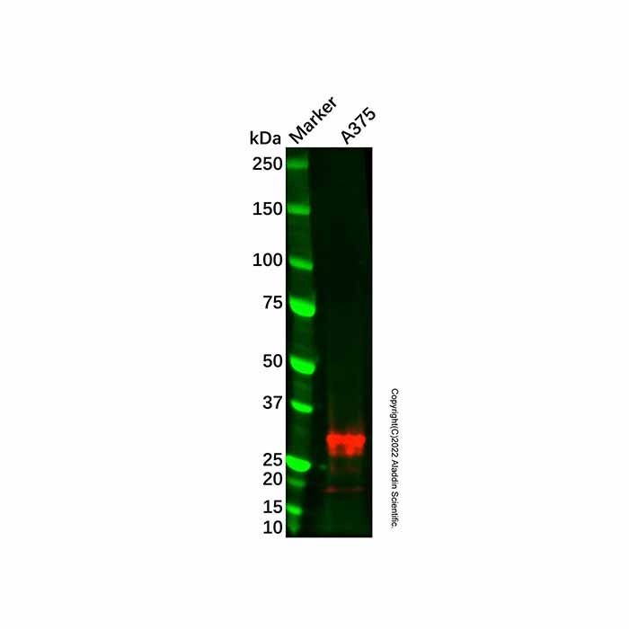 Recombinant CD63 Antibody