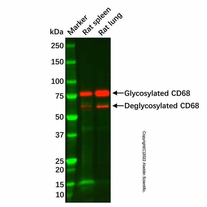 CD68 Antibody