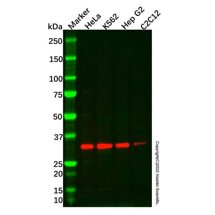 Recombinant CD8 alpha Antibody