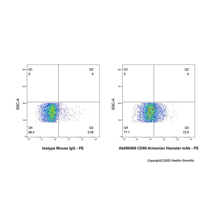 CD80 Armenian Hamster mAb