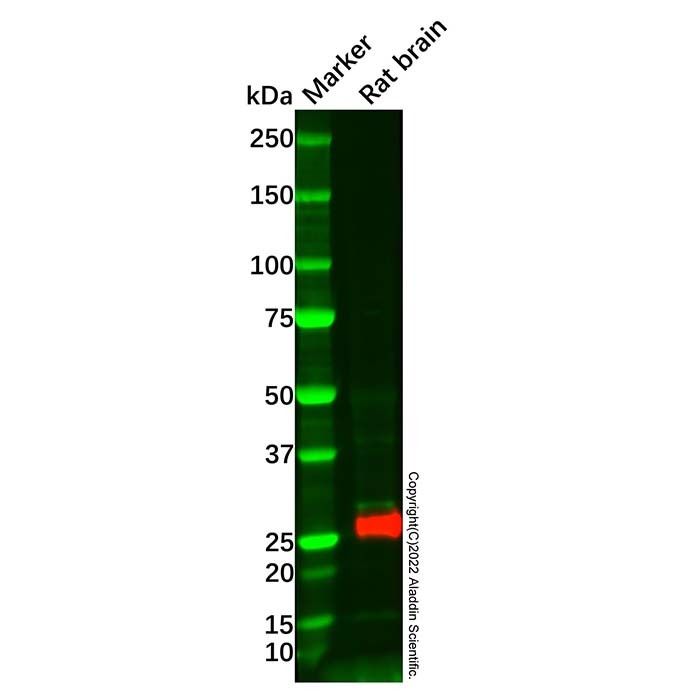 Recombinant CD90/Thy1 Antibody